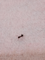 Lasius