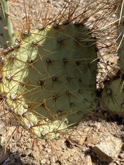 Opuntia chlorotica