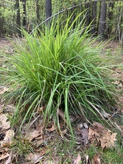 Carex jamesii