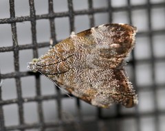 Choreutis melanopepla