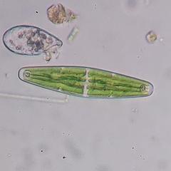 Closterium navicula
