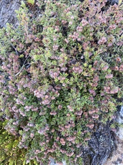 Erica haematocodon