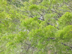 Microcarbo melanoleucos