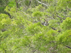 Microcarbo melanoleucos