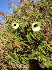Hibiscus diversifolius