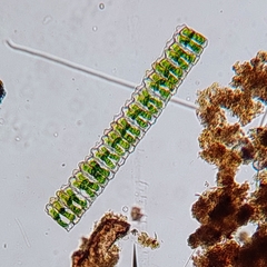 Desmidium
