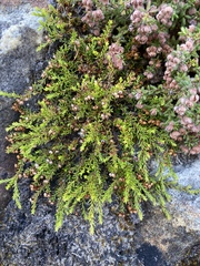 Erica haematocodon