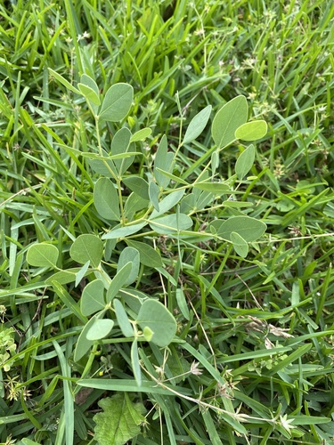 Baptisia sphaerocarpa