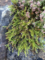 Erica haematocodon