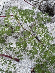 Dasispermum hispidum