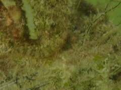 Malacoctenus triangulatus