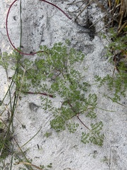 Dasispermum hispidum