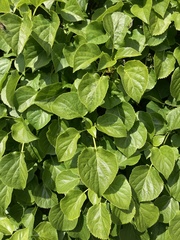 Hydrangea petiolaris
