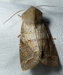 Orthosia revicta