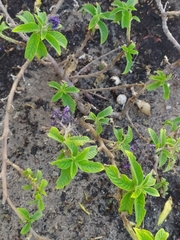 Heliotropium arborescens