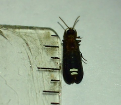 Phausis reticulata