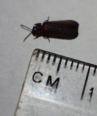 Phausis reticulata