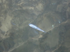 Atherinomorus stipes