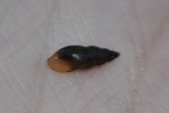 Omphiscola glabra