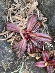 Sisymbrium officinale