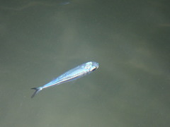 Atherinomorus stipes