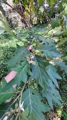 Solanum stellatiglandulosum