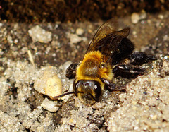 Andrena vicina