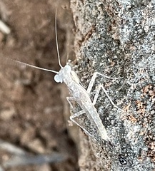 Amorphoscelidae