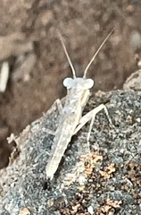 Amorphoscelidae