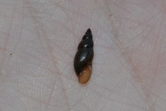 Omphiscola glabra