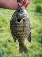 Lepomis macrochirus macrochirus