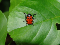 Cryptocephalus loreyi