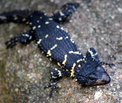 Smaug barbertonensis