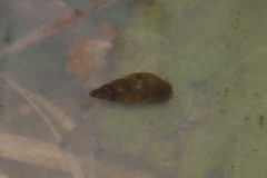 Omphiscola glabra