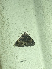 Metalectra richardsi