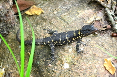 Smaug barbertonensis