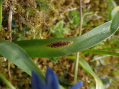 Puccinia rossiana