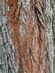 Trentepohlia umbrina