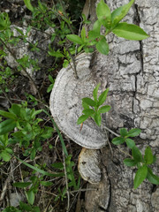 Trametes warnieri