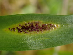 Puccinia rossiana