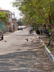 Columba livia