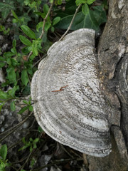 Trametes warnieri