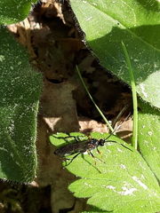 Diphyus quadripunctorius