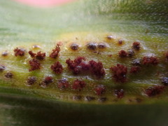 Puccinia rossiana