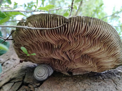 Trametes warnieri
