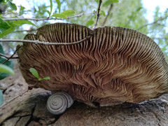 Trametes warnieri