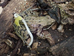 Rana temporaria