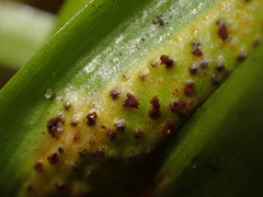 Puccinia rossiana