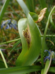 Puccinia rossiana