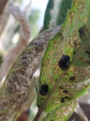 Epilachna patricia